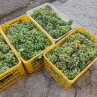 انگور برای شیره انگور کرالوا وفخری