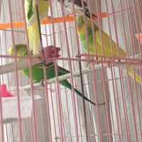 پرنده|پرنده|فردیس, فردیس|دیوار