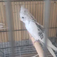 عروس هلندی دوکت سه ماهه