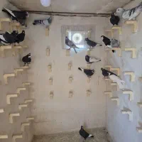 باسلام خدمت شما دوستان عزیز|پرنده|صوفیان, |دیوار