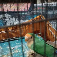 طوطی برزیلی|پرنده|قرچک, پارس سرام|دیوار