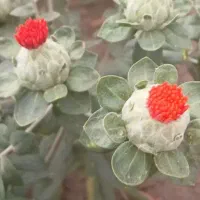 دانه روغنی گلرنگ بهترین جایگزین پودرچربی نقدی