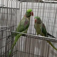 شاه طوطی جفت مولد|پرنده|قم, پردیسان|دیوار