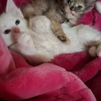 گربه