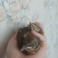 جوجه مینا سهره نوک غراب کبوتر کلاغ فنچ گردن بور