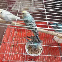 مرغ عشق  مولد