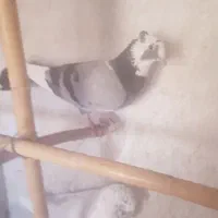 ۱۰ عدد کبوتر پزشی|پرنده|مهدی شهر, |دیوار