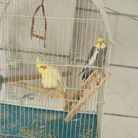 عروس هلندی