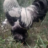 تخم نطفه دار برهما ( امپراطور )