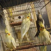 فروش عروس هلندی|پرنده|آذرشهر, |دیوار