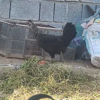 معاوضه مرغ محلی با دوتا خلفه