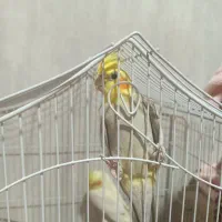 ۳ عدد عروس هلندی همراه با قفس