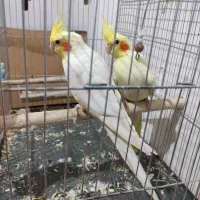 فروش عروس هلندی لوتینو