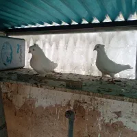 کبوتر رنگی|پرنده|اصفهان, باغ زرشک|دیوار