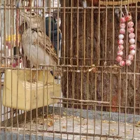 سهره خاکباز دهن دار جوجه امسال|پرنده|تهران, خاک سفید|دیوار