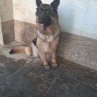 سگ ژرمن باهوش