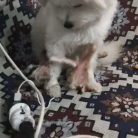 یک عدد سگ پامرین عروسکی در محدوده آراسته گم شده