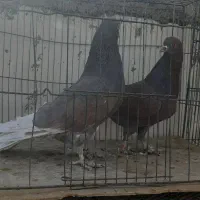 کبوتر|پرنده|اردکان, |دیوار