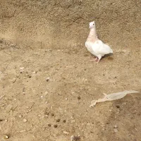 کبوتر طوقی|پرنده|مهر, |دیوار