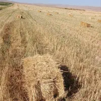 پرس گندم آبی