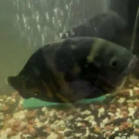 اسکار مولد|ماهی|گرگان, |دیوار