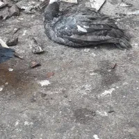 اردک خارجی نر