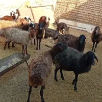 میش ابستن|حیوانات مزرعه|جوادآباد, |دیوار