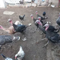 بوقلمون نر و ماده