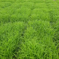 توم نشا صدری به تعداد ۱۵ عدد
