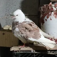 کبوتر|پرنده|تالش, هشتپر|دیوار