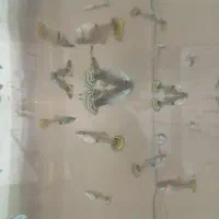 ماهی گوپی|ماهی|نجفآباد, باهنر|دیوار