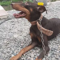 دوبرمن ماده بلوطی