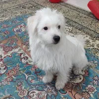 سگ  تریر|سگ|تهران, مظاهری|دیوار