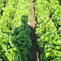 کاهو رایدرپلاس|خدمات باغبانی و درختکاری|دزفول, |دیوار