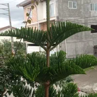 کاج مطبق