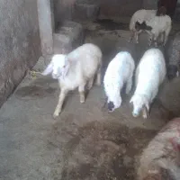 بره
