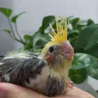 جوجه عروس ابلغ سرلاکی|پرنده|قم, شاه سید علی|دیوار