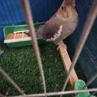 عروس هلندی .فنچ .مرغ عشق|پرنده|بجنورد, |دیوار