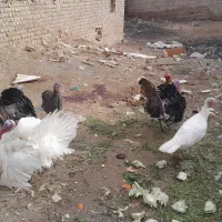 ۵ عدد بوقلمون رسمی جوان|حیوانات مزرعه|قم, جمکران|دیوار