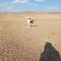 واگذاری آلابای اصیل|سگ|گلپایگان, |دیوار