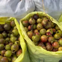 انار|خوردنی و آشامیدنی|پیربازار, |دیوار