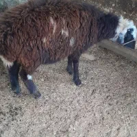 بره نر کشتاری حراج حراج