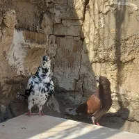 کبوتر پرشی