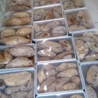 عسل باشاخه زنبور وحشی