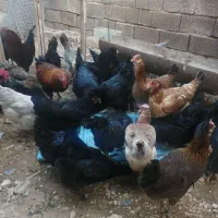 فروش غاز بوقلمون،اردک،تخم نطفه دار اردک و مرغ محلی|حیوانات مزرعه|شیراز, کفترک|دیوار