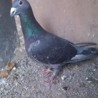 کبوتر دوبر|پرنده|اردبیل, |دیوار