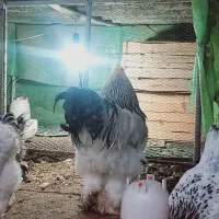 خروس برهما لایت