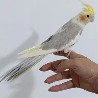 فروش عروس هلندی سالم سالم