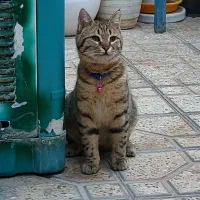 گربه خونگی|گربه|اصفهان, شاهد|دیوار