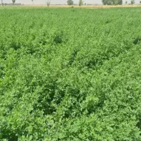 یونجه و شبدر درجه یک